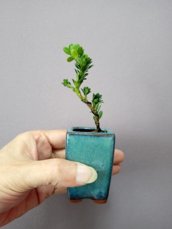120-5 Mini Alpine rare small round-leaf pearl Podocarpus brevifolius,  , Furniture & Home Living, Gardening, Plants & Seeds on  Carousell