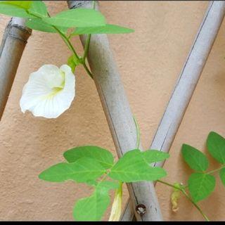 Seeds: White Butterfly Pea Seeds