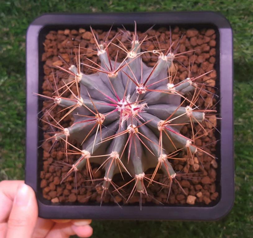 Ferocactus Glaucescens Blue Barrel Cactus Gardening Plants On Carousell