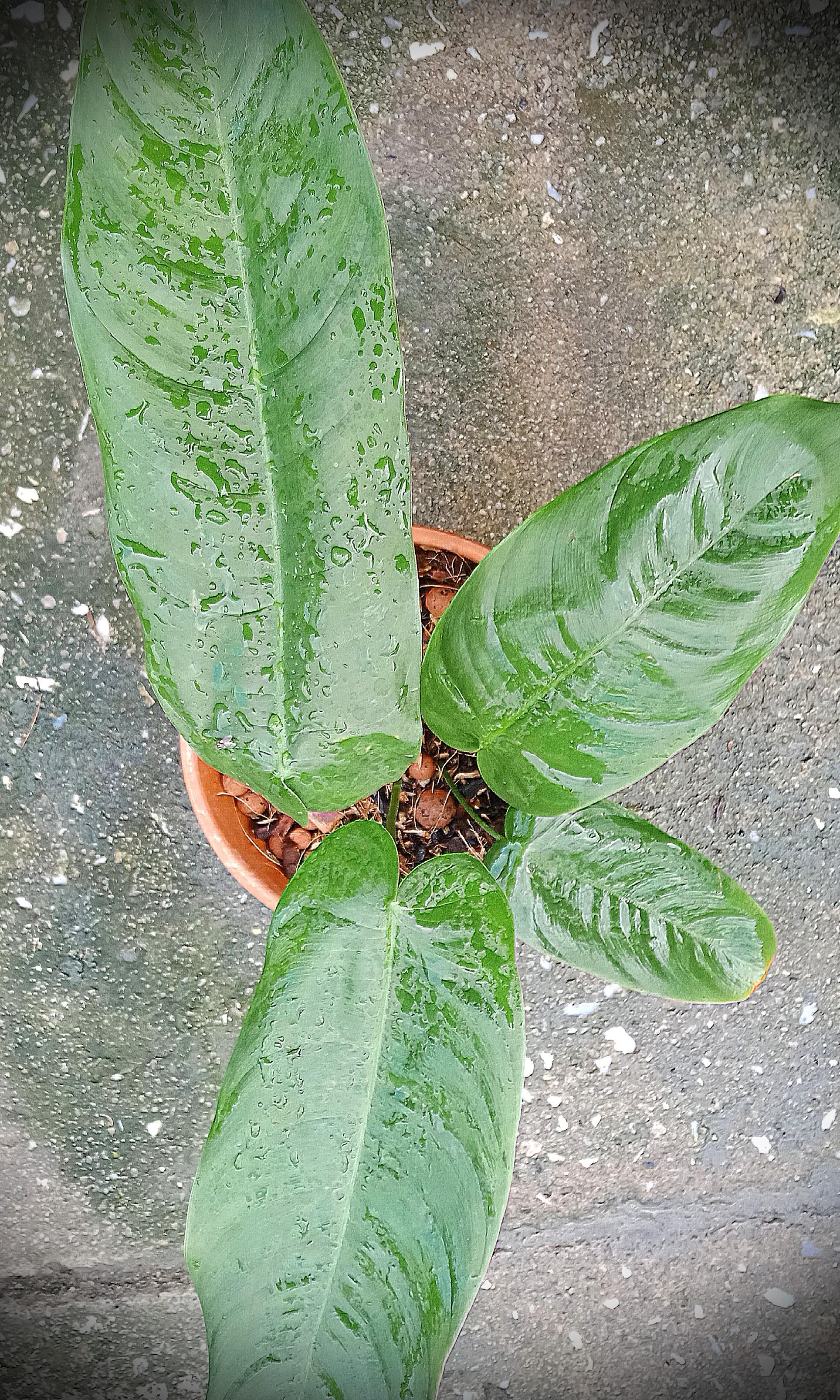 Philodendron Tenue Rare Exotic Rainforests Plant Home Furniture Gardening On Carousell