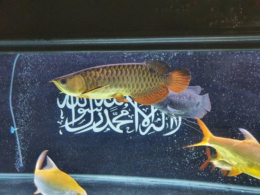Arowana Malaysian Golden Blue Base MGBB, Pet Supplies, Homes & Other Pet Accessories on