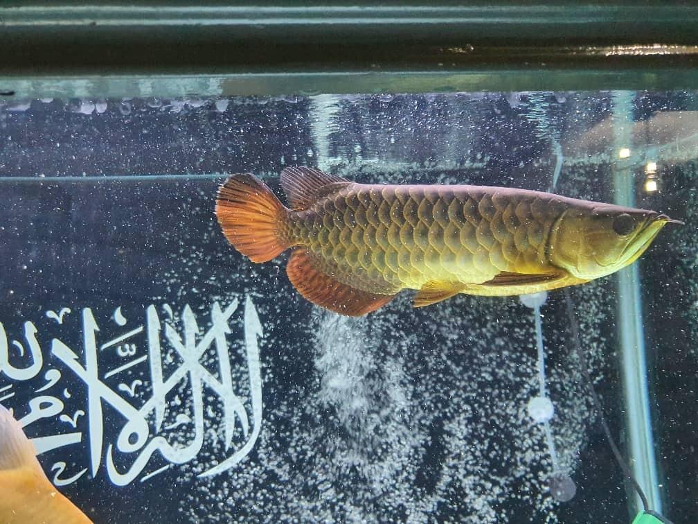 Arowana Malaysian Golden Blue Base MGBB, Pet Supplies, Homes