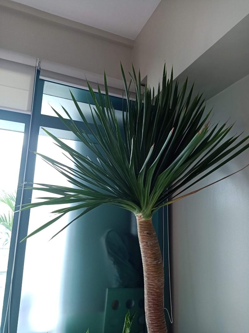 Japanese Yucca Gardening Flowers Plants On Carousell