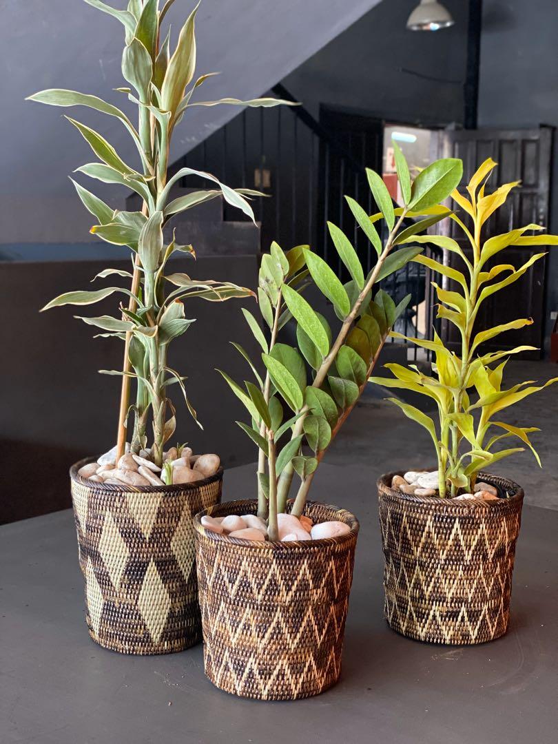 Nito Planters Gardening Flowers Plants On Carousell
