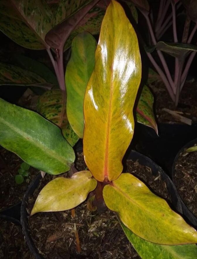 Rare Philodendron Orange Marmalade Home Furniture Gardening On Carousell