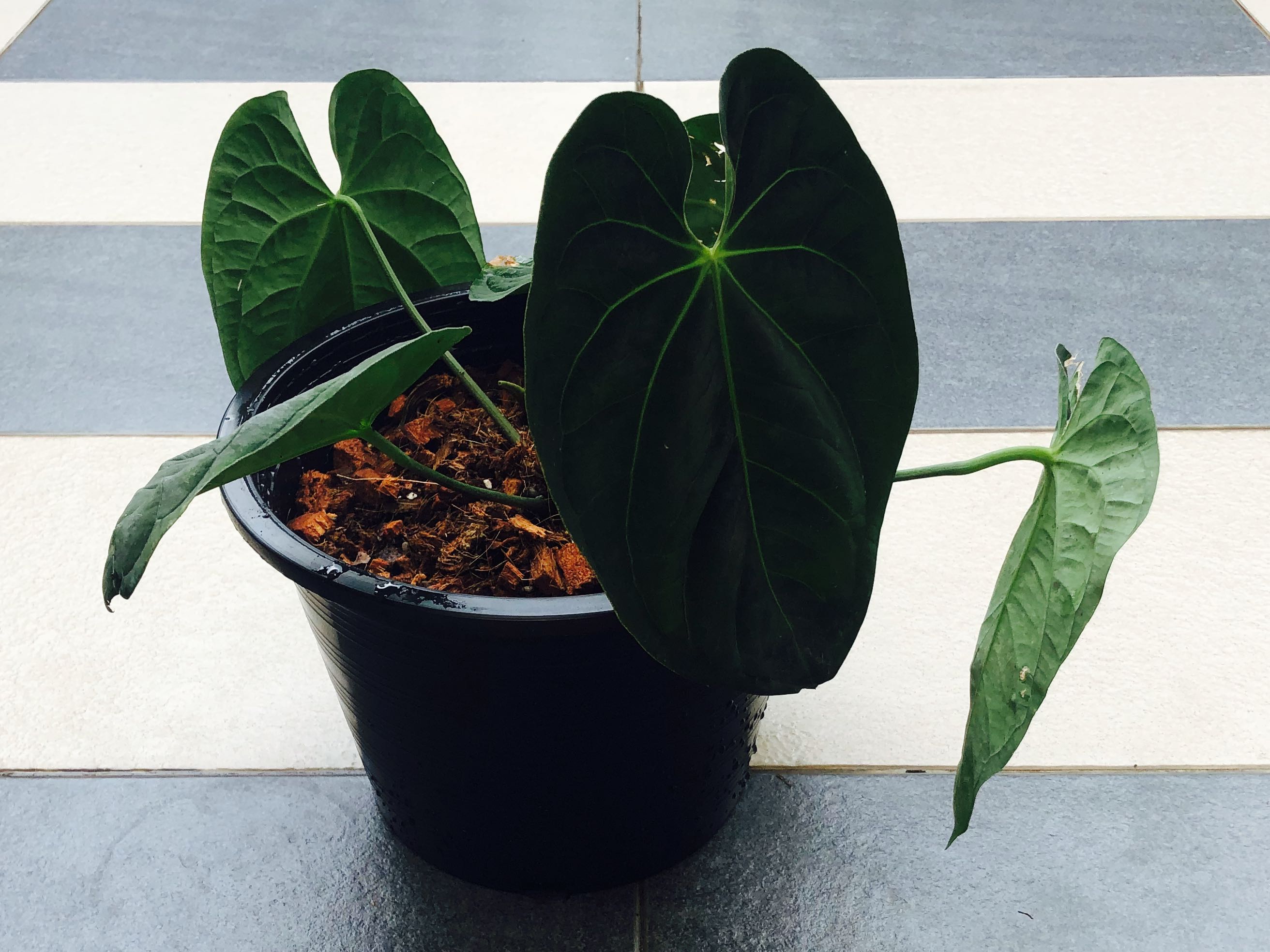 Anthurium Ace of Spades, Furniture & Home Living, Gardening, Plants