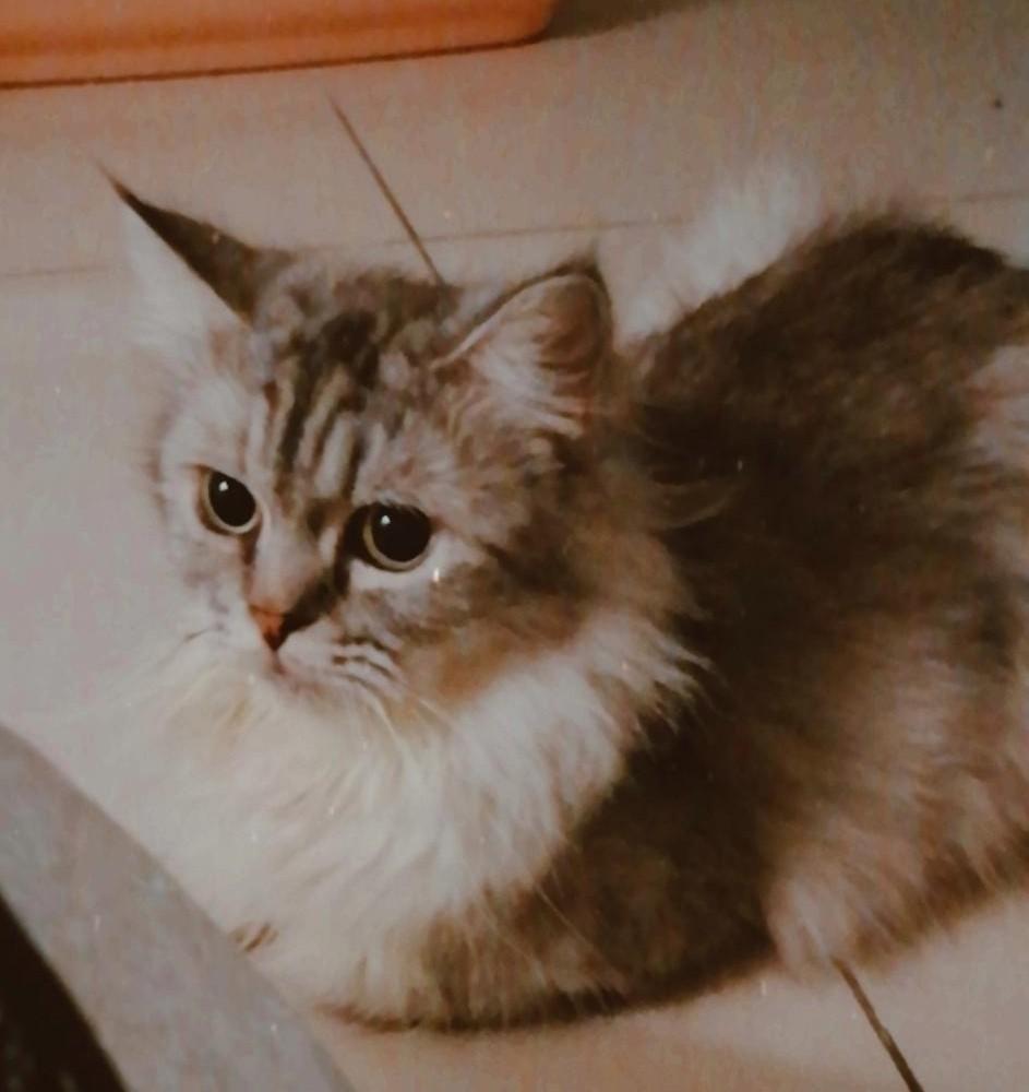 Kucing Persian Mix Munchkin Non Standard Cat Pet Supplies Pet Accessories On Carousell