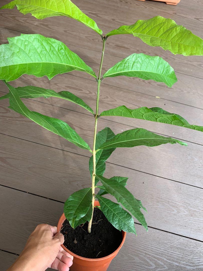 Sandpaper Vine (Petrea volubilis) Plant, Furniture & Home Living