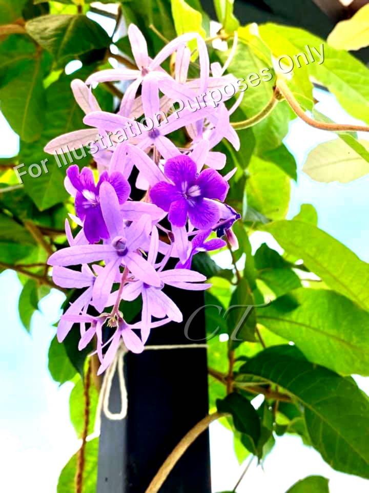 Sandpaper Vine (Petrea volubilis) Plant, Gardening, Plants on Carousell