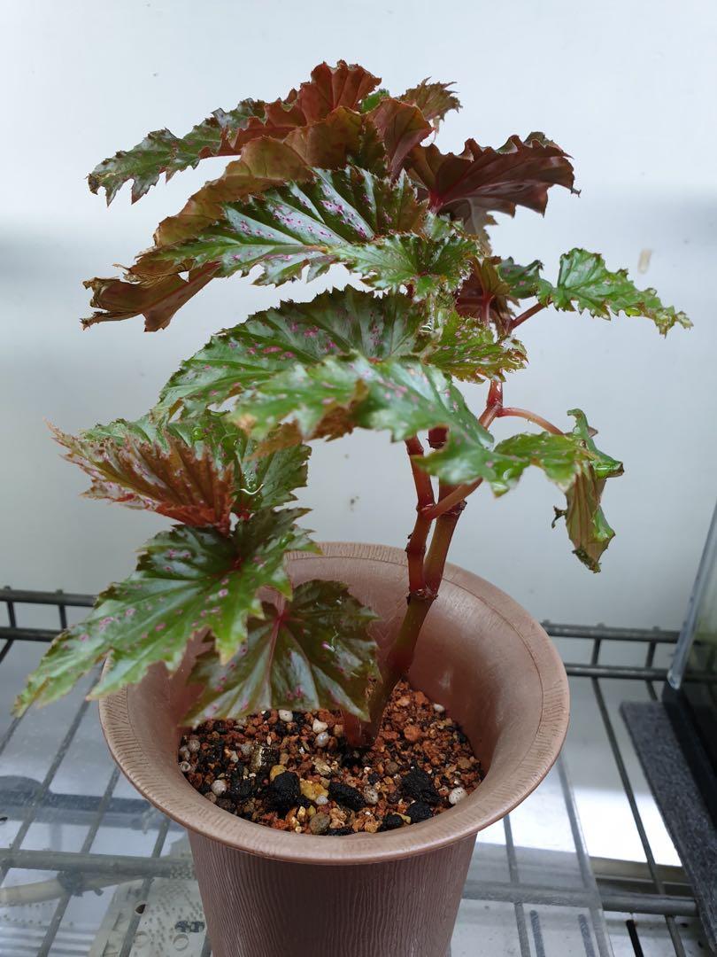 Begonia serratipetala, Furniture & Home Living, Gardening, Plants ...
