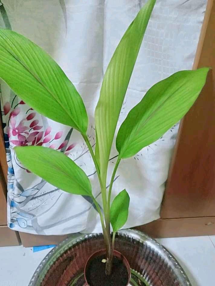 Rare Black Turmeric Plant/Kali Haldi/Curcuma/Karumanjal AG 12, Furniture & Home Living