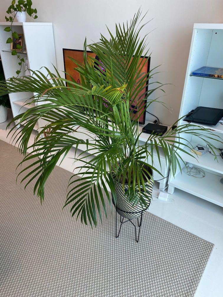 Real Medium Size Ikea Plant Gardening Plants On Carousell