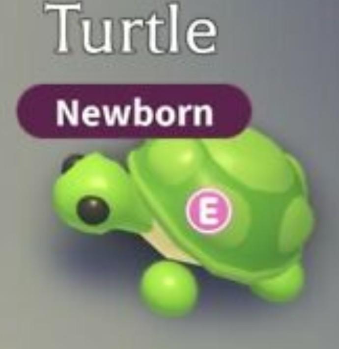 Trading Turtle And Kangaroo Adopt Me Roblox Toys Games Video Gaming In Game Products On Carousell - roblox adopt me turtle pet