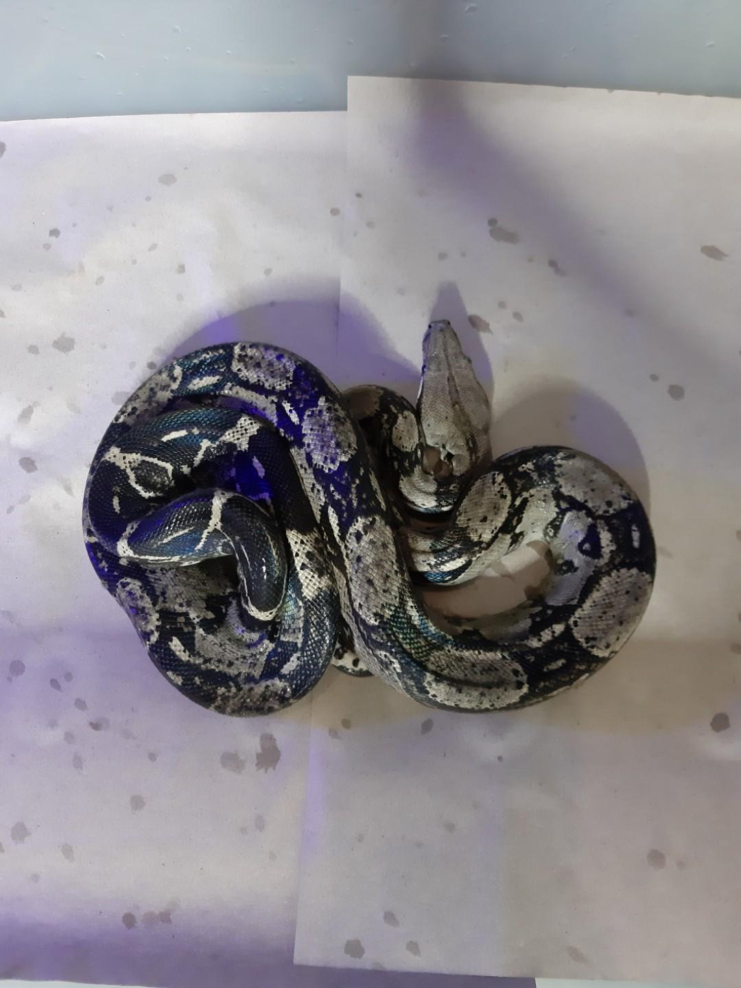 Ular Boa Albino : Bredding Python Reticulatus Atau Ular Sanca Kembang Retic Min