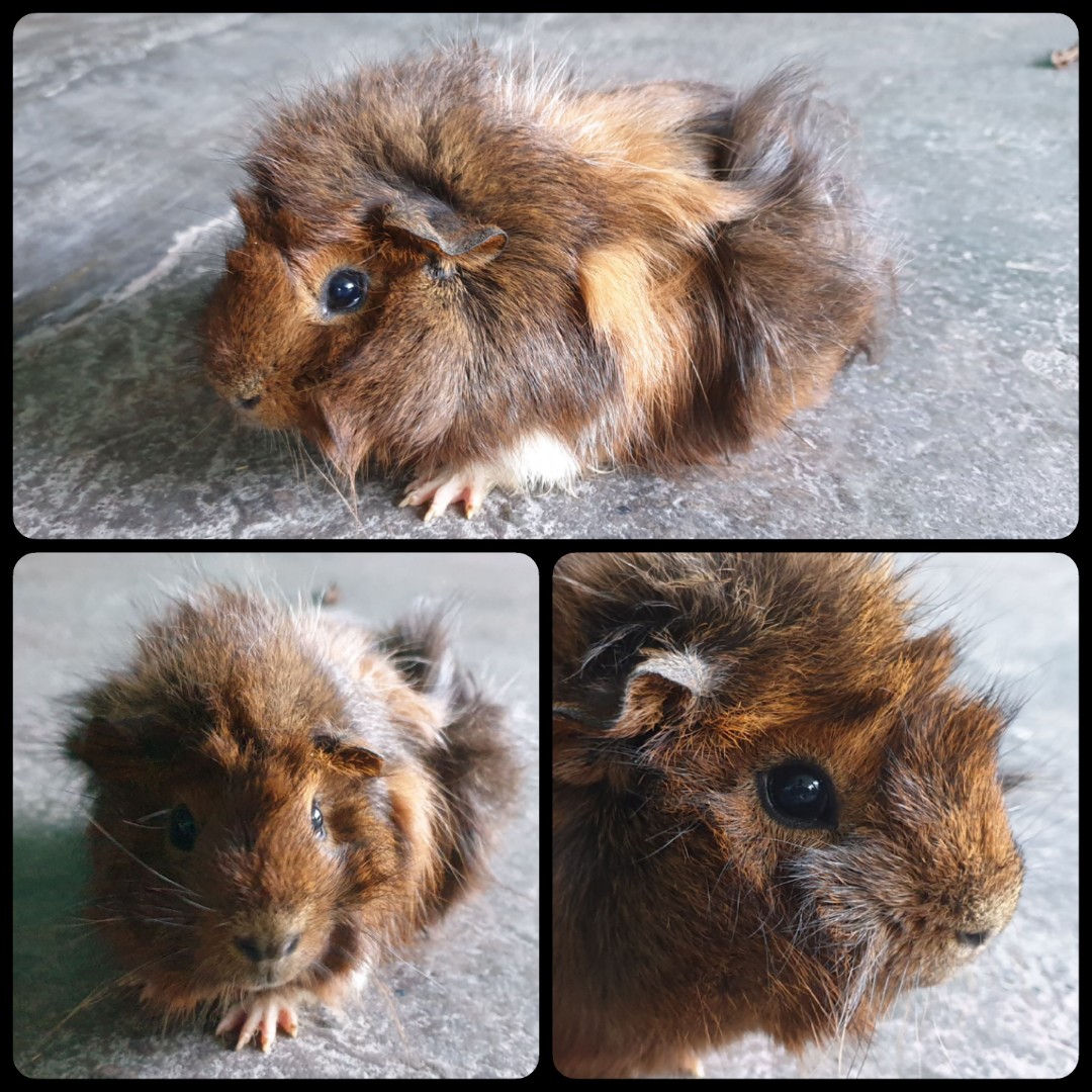 Abyssinian guinea pig price sales