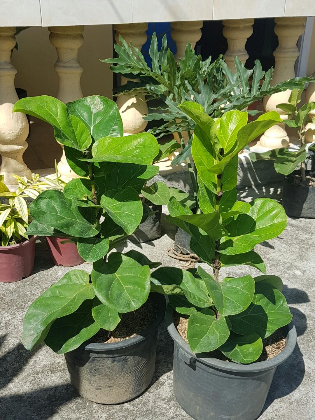 Dwarf Fiddle Leaf Fig | Ficus Bambino (Category: Plants & Seeds) located in Calamba. Submitted by cityscape (Listing ID 280995640, Image 1). Description: Around 19 to 20+ inches plant ht Negotiable price, send me your best offer Outdoor & Indoor garden, bright indirect sun to full sun. 2 pots available.