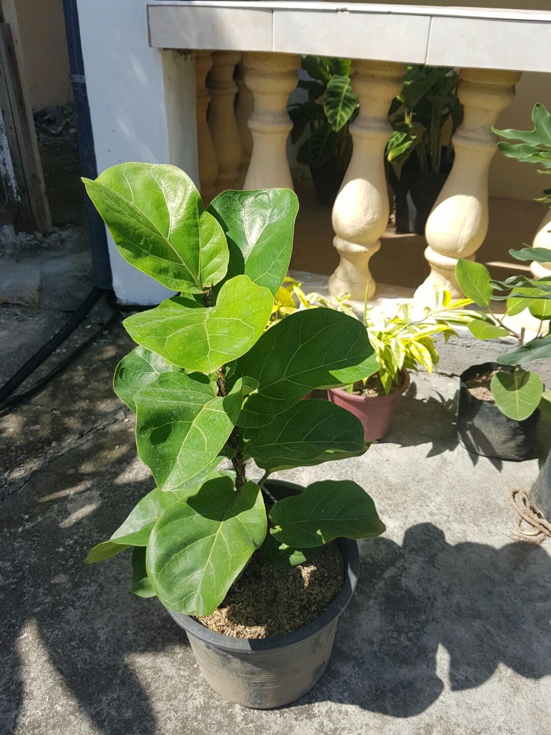 Dwarf Fiddle Leaf Fig | Ficus Bambino (Category: Plants & Seeds) located in Calamba. Submitted by cityscape (Listing ID 280995640, Image 3). Description: Around 19 to 20+ inches plant ht Negotiable price, send me your best offer Outdoor & Indoor garden, bright indirect sun to full sun. 2 pots available.