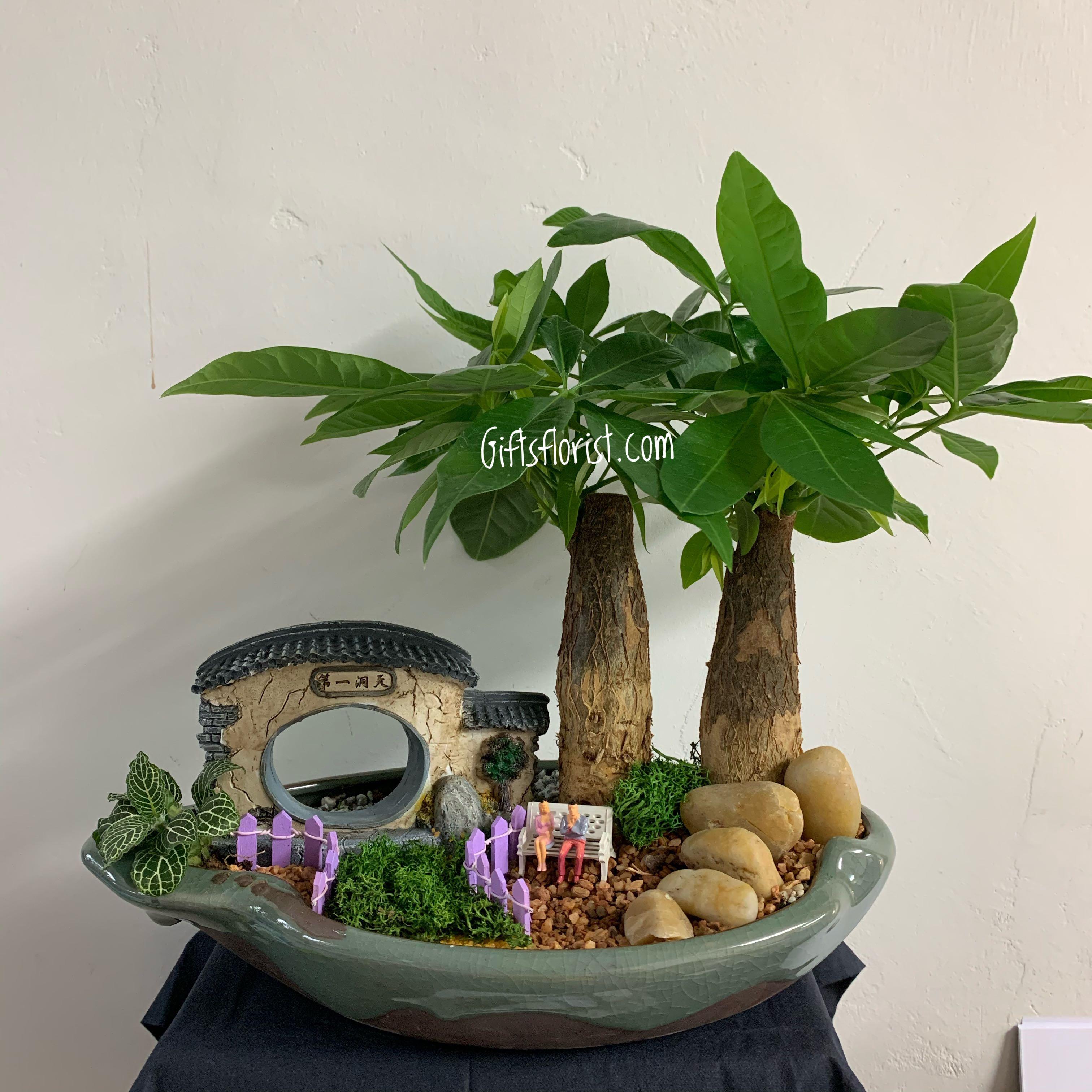 Bonsai Lucky Money Plant Pachira Fengshui Plants Good Luck Plants