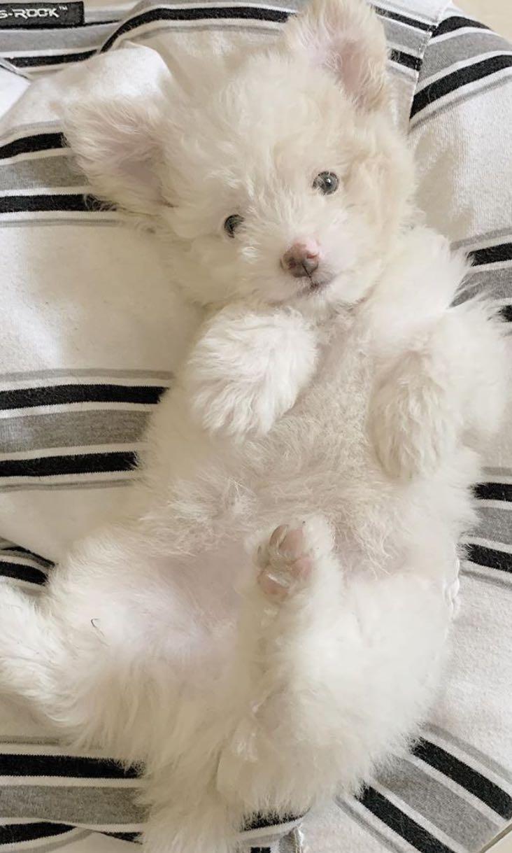 Jual teacup maltese clearance