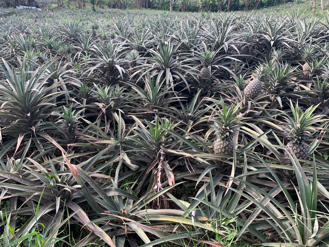 Lot for sale 4+Hectares Amadeo, Property, For Sale, Lot on Carousell