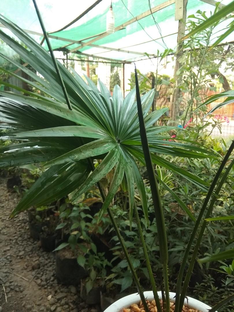 Anahaw with pot, Furniture & Home Living, Gardening, Plants & Seeds on ...