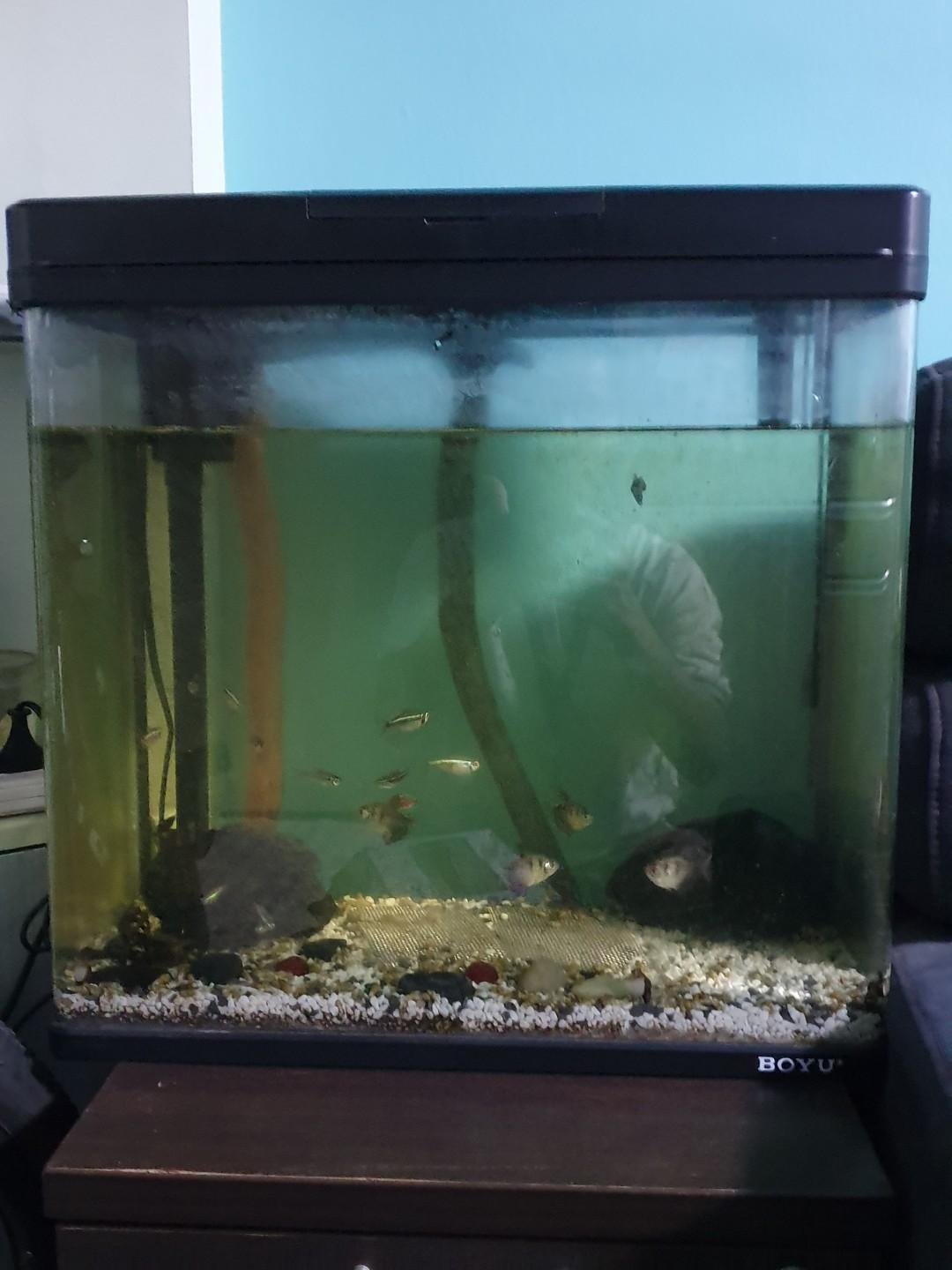 Fish Tank, Pet Supplies, Homes & Other Pet Accessories on Carousell