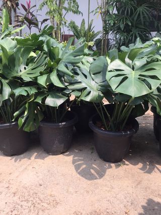 (Category: ) located in . Submitted by gardenersb (Listing ID 281649667, Image 1). Description: .