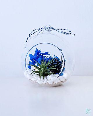 Aerium: Calm Globe (L) with airplant
