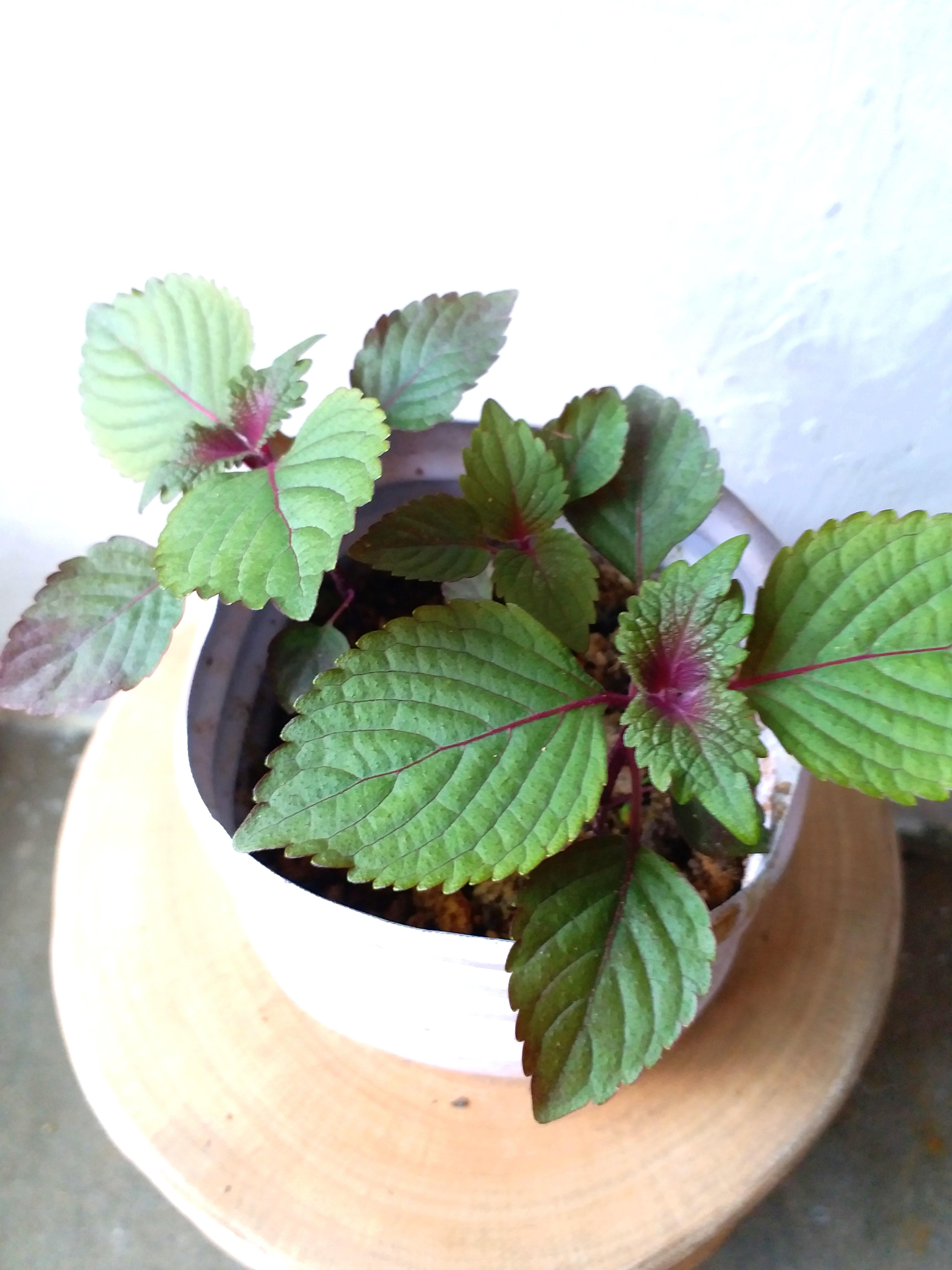 買三送一紫蘇葉香草盆栽可食用植物抗衰老高營養價值purple Basil Leaves Plant 傢俬 家居 園藝 植物及種子 Carousell