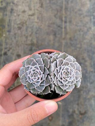 二吋多肉植物_美麗蓮