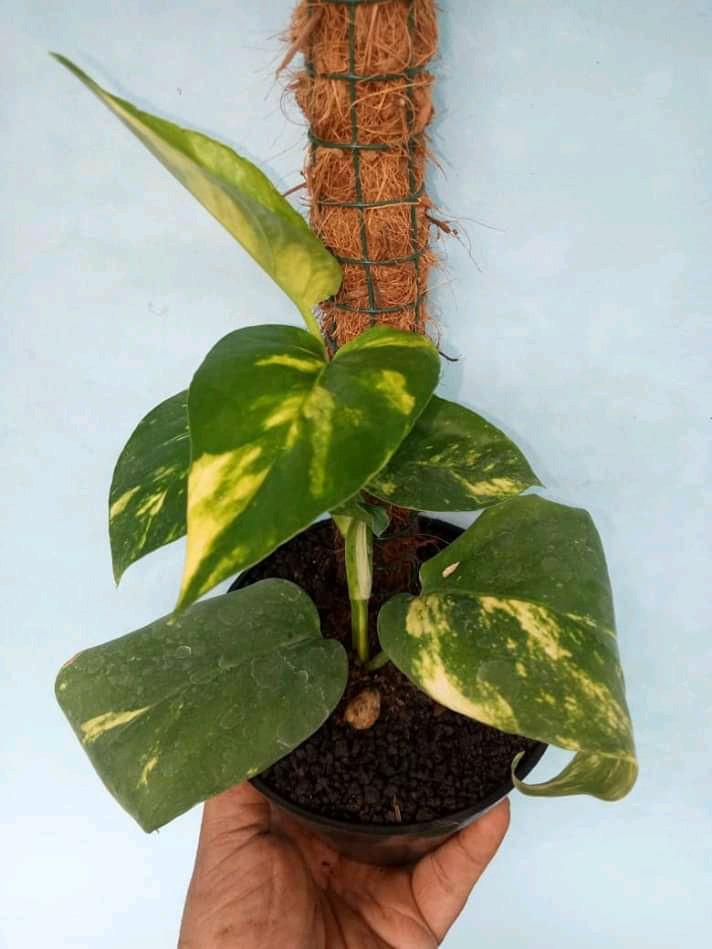 Epipremnum Pinnatum Yellow Variegated Ag 2 Mar Gardening Plants On Carousell