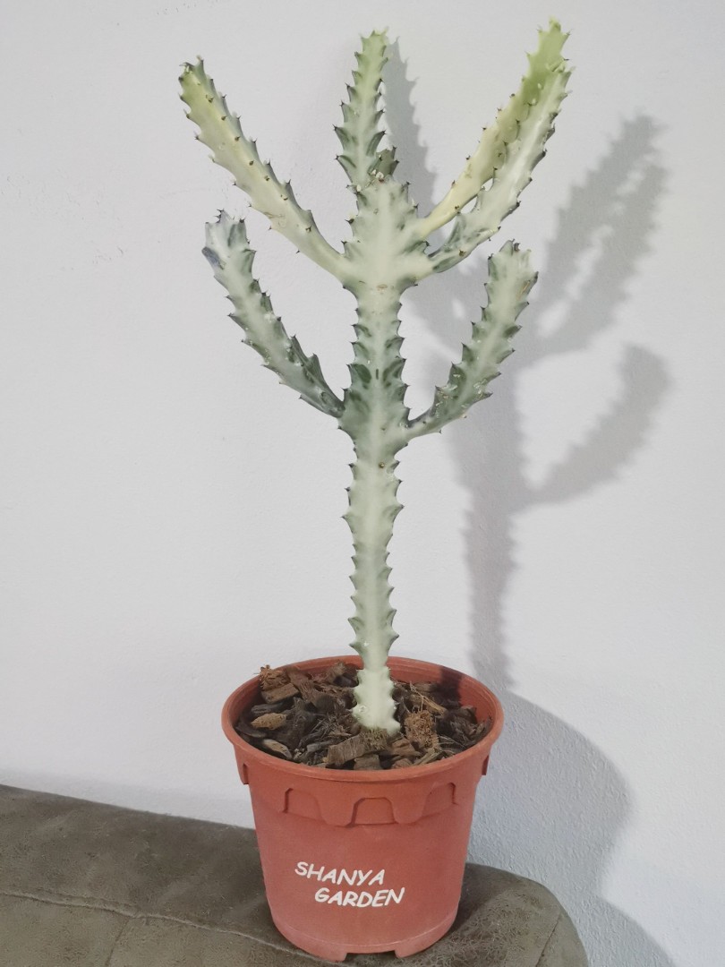 Euphorbia Lactea White Ghost Dragon Bone Cactus Candelabra Plant Furniture Home Living Gardening Plants Seeds On Carousell