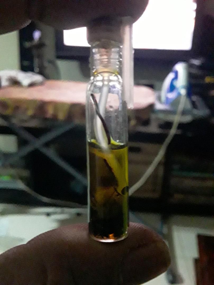 Raja Teras Keloh Minyak Bulu Perindu Minis Sukma Lampong N