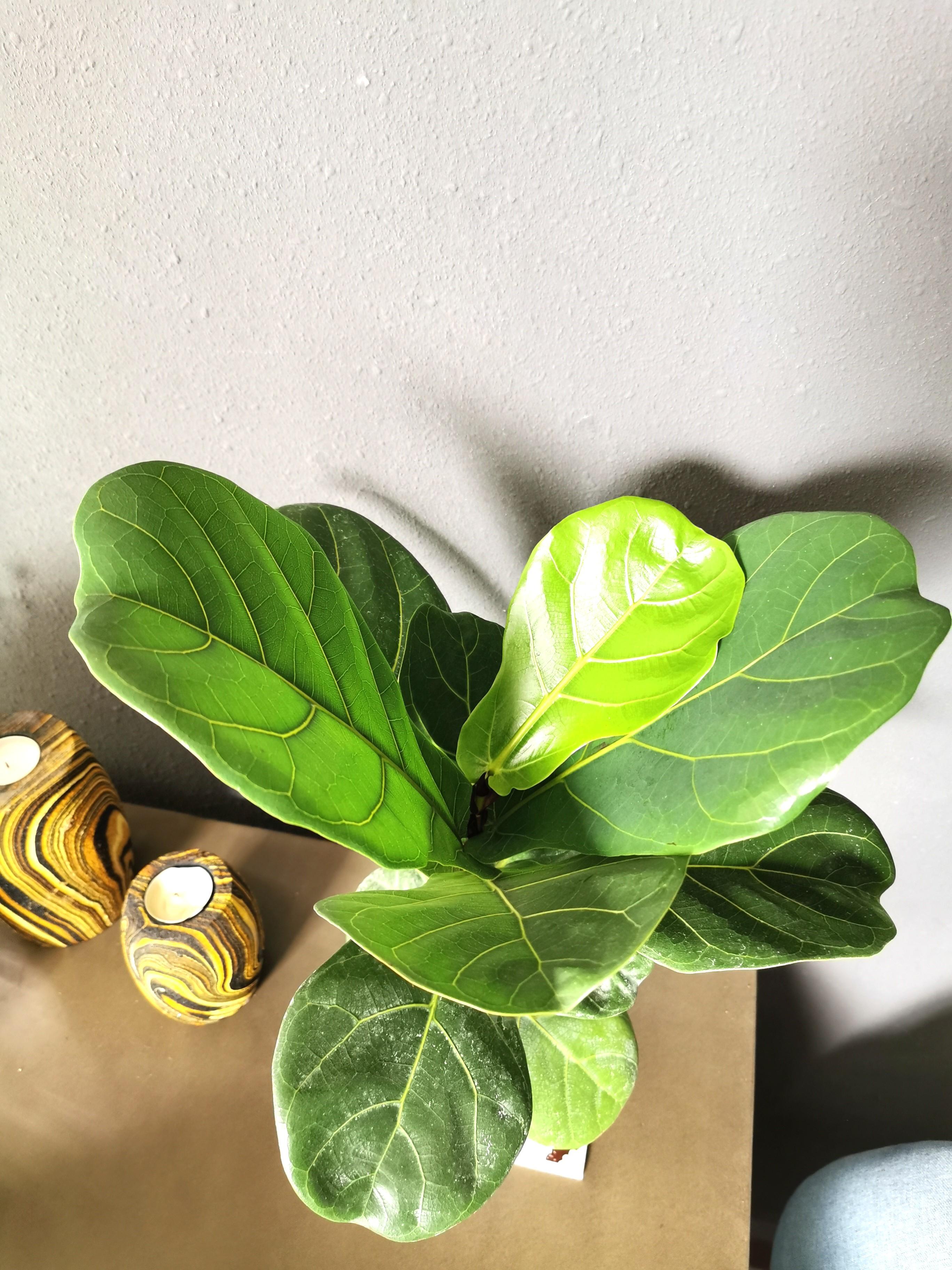 Real fiddleleaf fig, Furniture & Home Living, Gardening, Plants