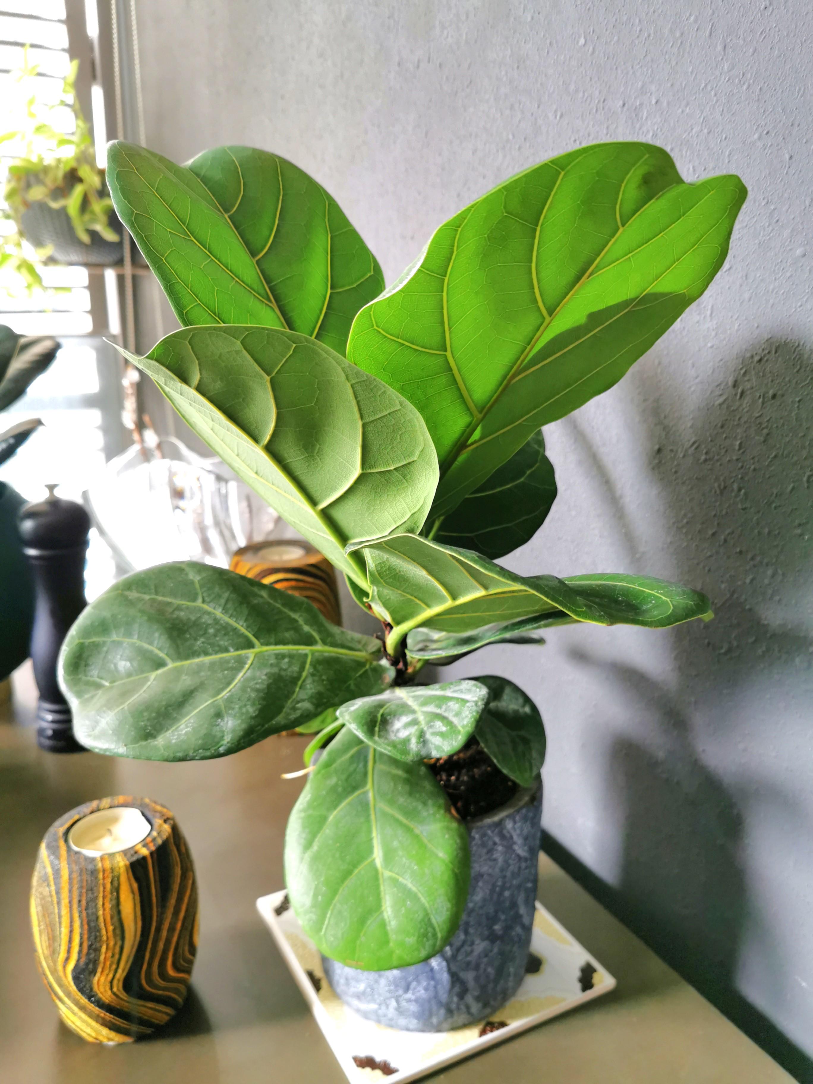 Real fiddleleaf fig, Furniture & Home Living, Gardening, Plants