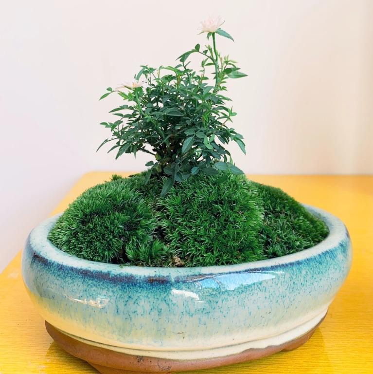 現貨 苔蘚 青苔 可做微景觀 生態盆栽 迷你盆景 水陸缸雨林造景 苔球 苔玉 微型溫室瓶 白髮蘚 白髮苔 傢俬 家居 Gardening Plants Carousell