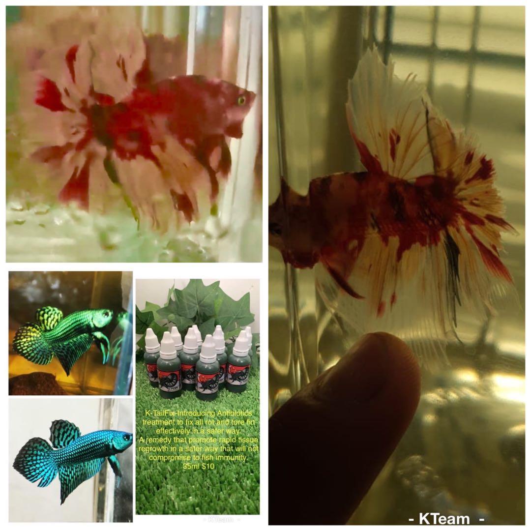 Betta fish grooming, Pet Supplies, Homes & Other Pet Accessories