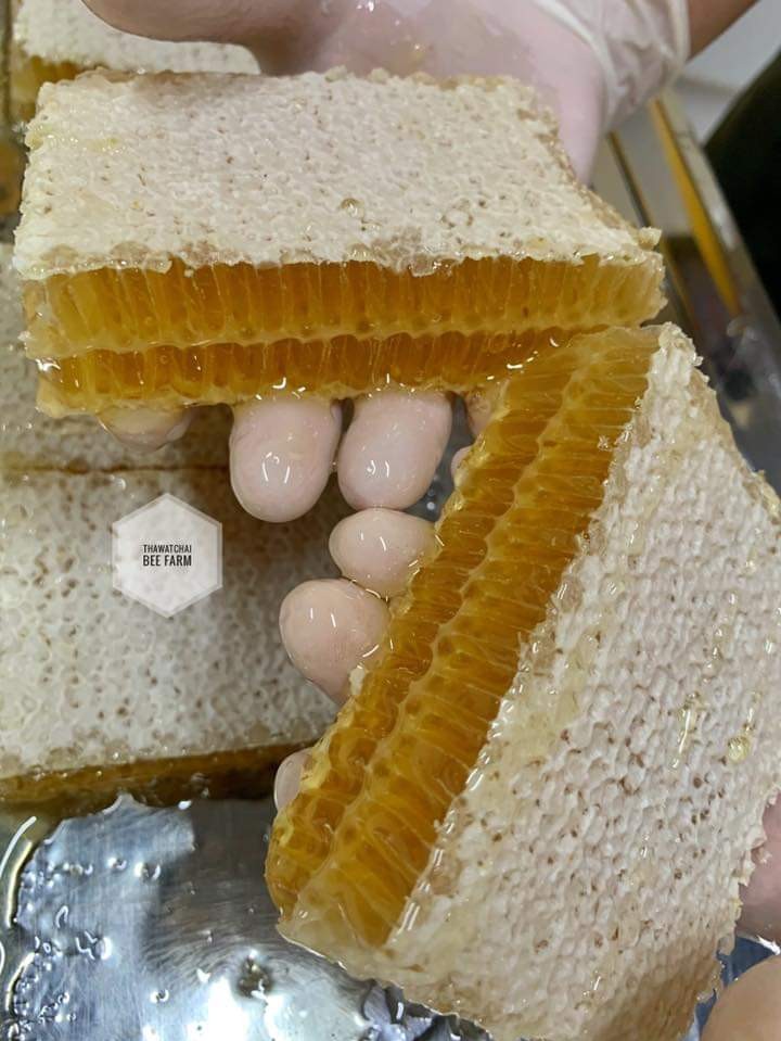 Honey comb ~free delivery~