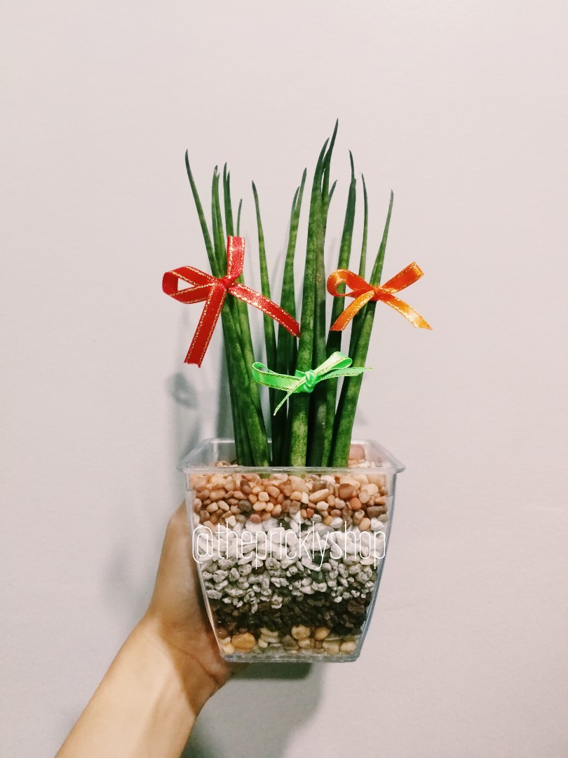 Mini plants, cactus, succulents In a pot - home decoration, giveaways, souvenirs, gifts