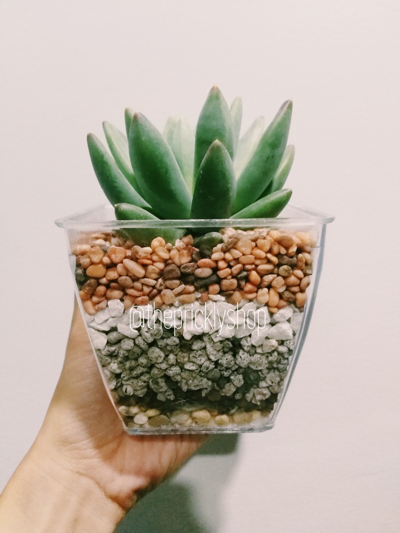 Mini plants, cactus, succulents In a pot - home decoration, giveaways, souvenirs, gifts