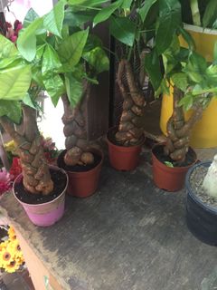 (Category: ) located in . Submitted by gardenersb (Listing ID 281480931, Image 1). Description: .