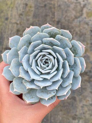 三吋多肉植物_依然