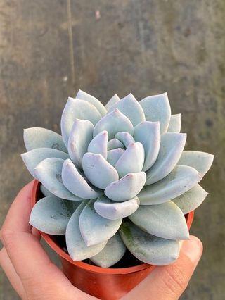 三吋多肉植物_朝之霜