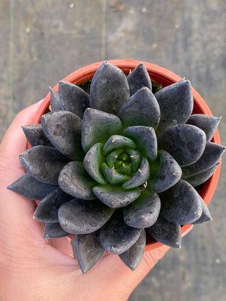 三吋多肉植物_黑騎士