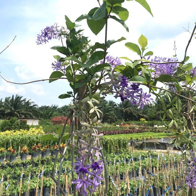 Petrea Volubilis Sandpaper Vine Home Furniture Gardening On Carousell