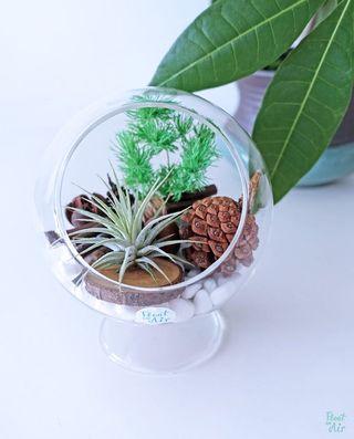 Aerium: Bounty Pot with air plant / acorn / wood slice