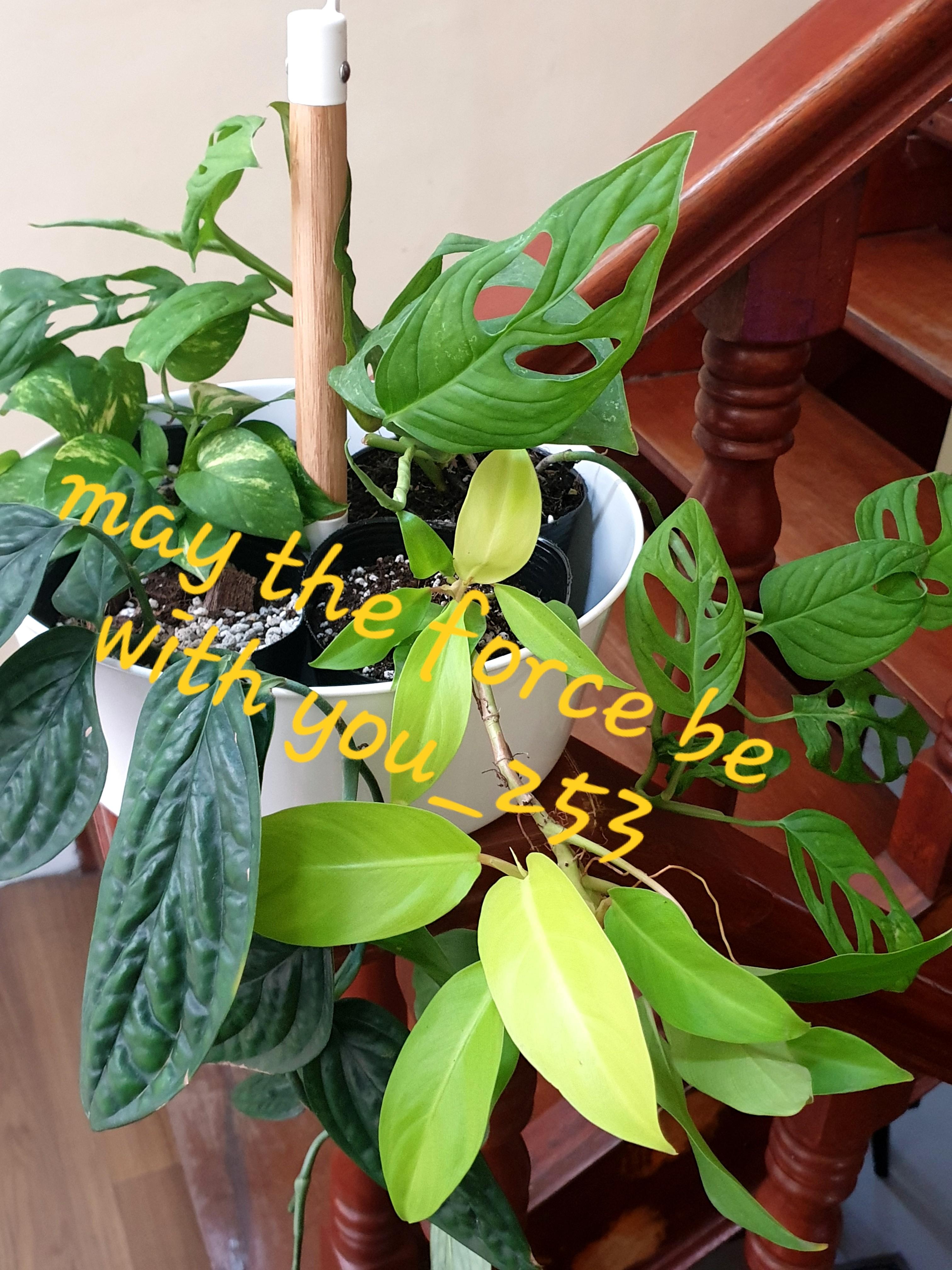 IKEA PLANT PACKAGE 2, Furniture & Home Living, Gardening, Plants