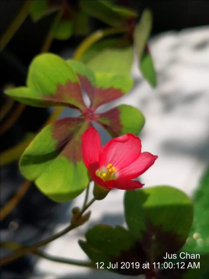 Plants, Seeds & Bulbs 10 Oxalis deppei 'Iron Cross' bulbs for 8