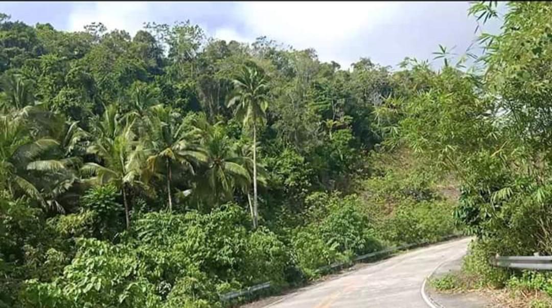 Siargao Island Lot for Sale, Property, For Sale, Lot on Carousell
