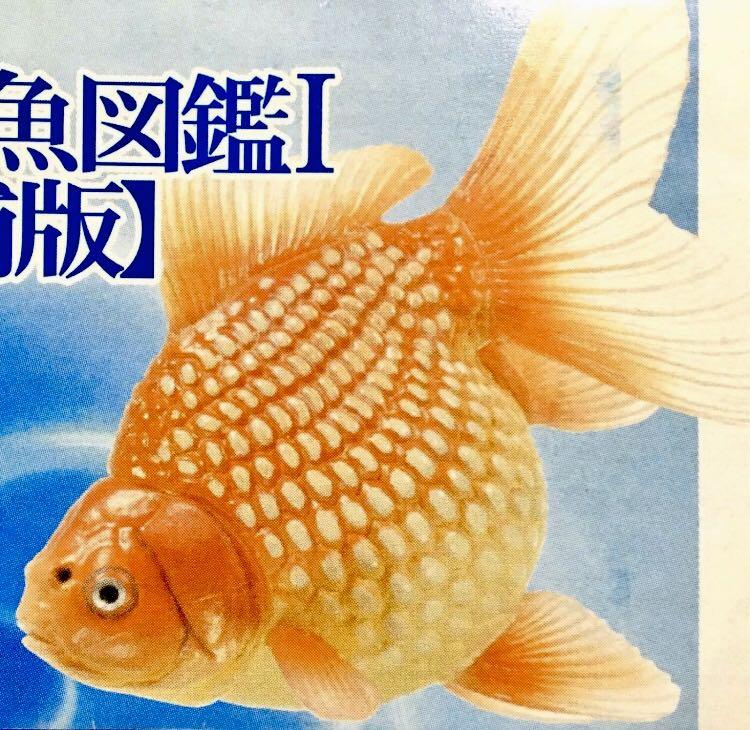Yujin 原色観賞魚図鑑Ⅰ［改訂増補版］原色觀賞魚圖鑑改訂增補版